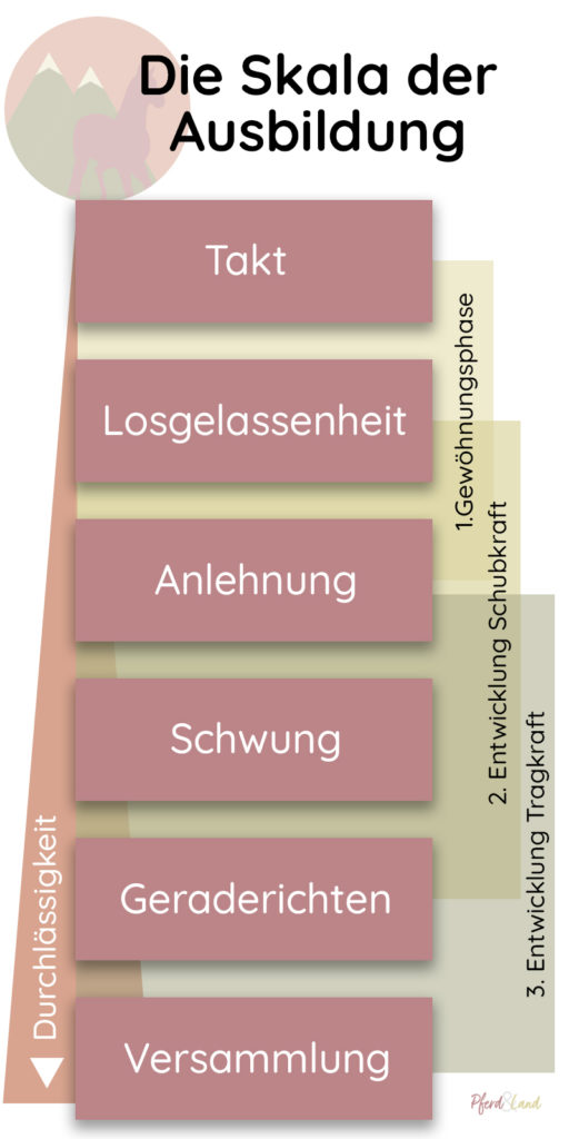 Die Ausbildungsskala des Pferdes