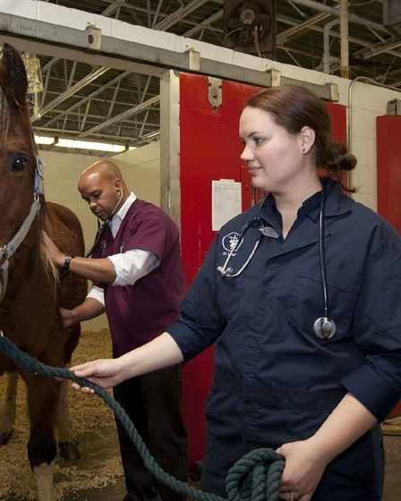 Tierarzt untersucht Pferd