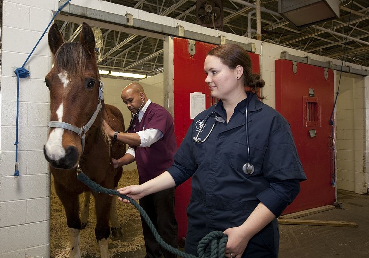 Tierarzt untersucht Pferd