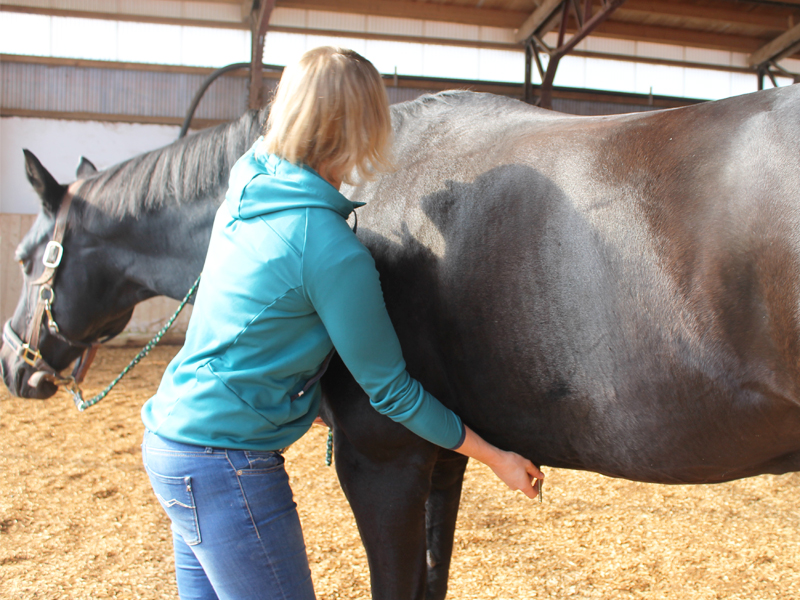 Aufwölben von der Brustwirbelsäule am Brustbein - Physiotherapeut für Pferde